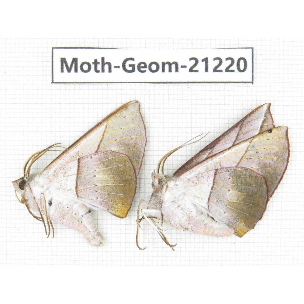 Geometridae sp. China, Guizhou, Qiandongnan, Rongjiang county, Jihua town. 2Pcs. Moth-Geom-21220.