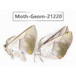 Geometridae sp. China, Guizhou, Qiandongnan, Rongjiang county, Jihua town. 2Pcs. Moth-Geom-21220.