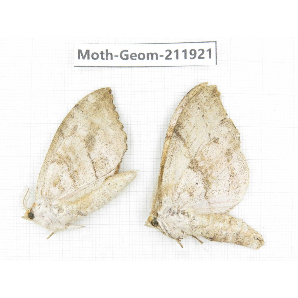 Geometridae sp. China, Guizhou, Qiandongnan, Rongjiang county.2Pcs. Moth-Geom-211921.