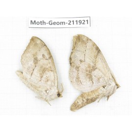 Geometridae sp. China, Guizhou, Qiandongnan, Rongjiang county.2Pcs. Moth-Geom-211921.