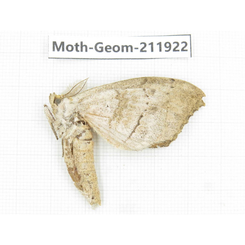 Geometridae sp. China, Guizhou, Qiandongnan, Rongjiang county.1Pcs. Moth-Geom-211922.