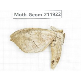 Geometridae sp. China, Guizhou, Qiandongnan, Rongjiang county.1Pcs. Moth-Geom-211922.