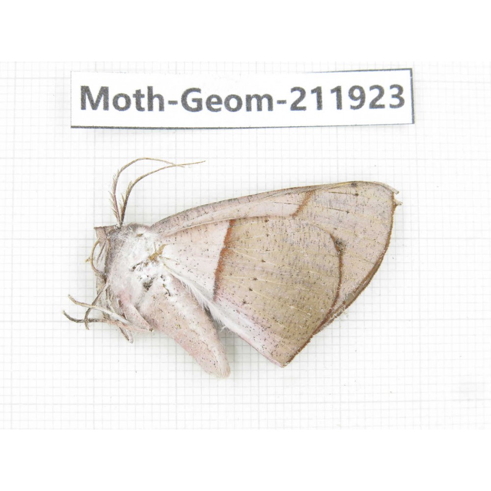 Geometridae sp. China, Guizhou, Qiandongnan, Rongjiang county.1Pcs. Moth-Geom-211923.