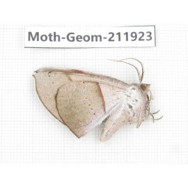 Geometridae sp. China, Guizhou, Qiandongnan, Rongjiang county.1Pcs. Moth-Geom-211923.