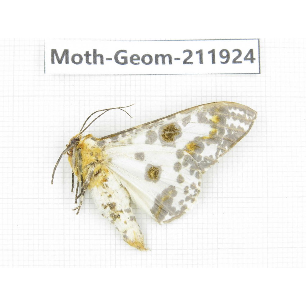 Geometridae sp. China, Guizhou, Qiandongnan, Rongjiang county.1Pcs. Moth-Geom-211924.