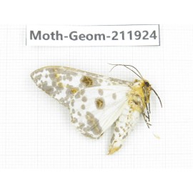 Geometridae sp. China, Guizhou, Qiandongnan, Rongjiang county.1Pcs. Moth-Geom-211924.