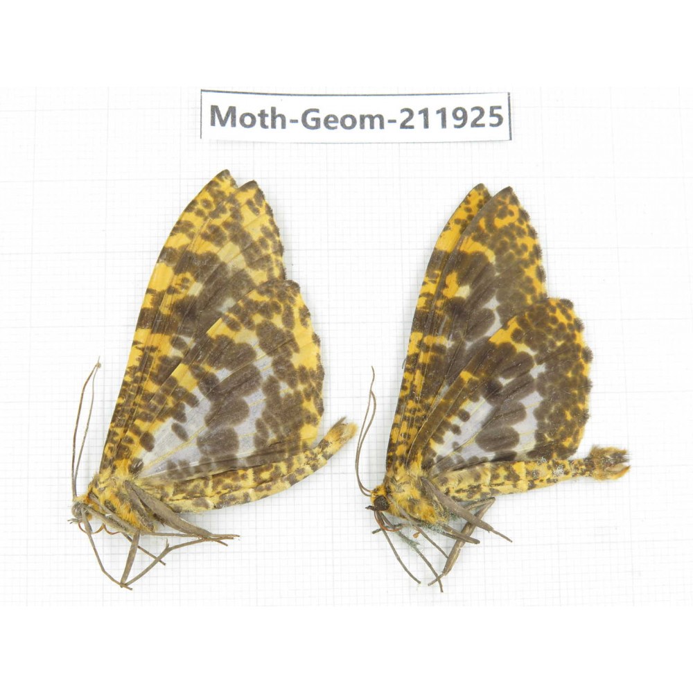 Geometridae sp. China, Guizhou, Qiandongnan, Rongjiang county.2Pcs. Moth-Geom-211925.