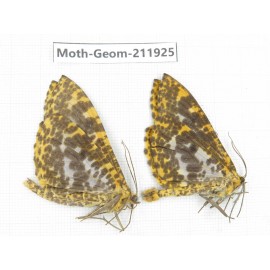 Geometridae sp. China, Guizhou, Qiandongnan, Rongjiang county.2Pcs. Moth-Geom-211925.