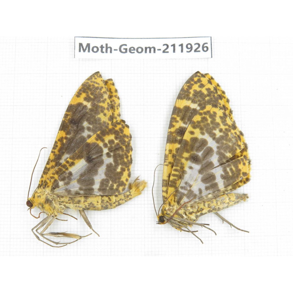 Geometridae sp. China, Guizhou, Qiandongnan, Rongjiang county.2Pcs. Moth-Geom-211926.