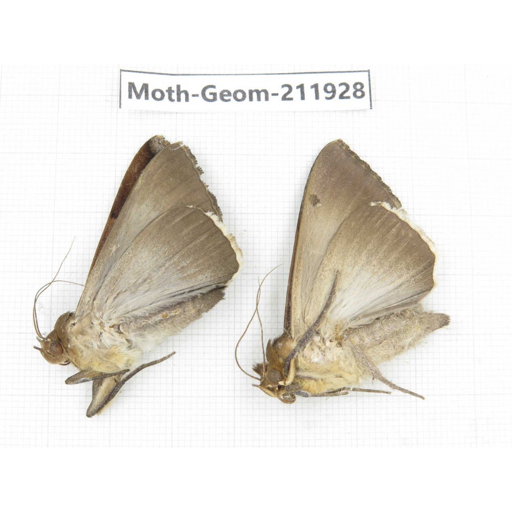 Geometridae sp. China, Guizhou, Qiandongnan, Rongjiang county.2Pcs. Moth-Geom-211928.