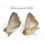 Geometridae sp. China, Guizhou, Qiandongnan, Rongjiang county.2Pcs. Moth-Geom-211928.