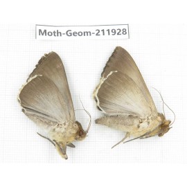 Geometridae sp. China, Guizhou, Qiandongnan, Rongjiang county.2Pcs. Moth-Geom-211928.
