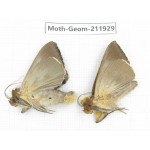 Geometridae sp. China, Guizhou, Qiandongnan, Rongjiang county.2Pcs. Moth-Geom-211929.
