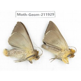 Geometridae sp. China, Guizhou, Qiandongnan, Rongjiang county.2Pcs. Moth-Geom-211929.
