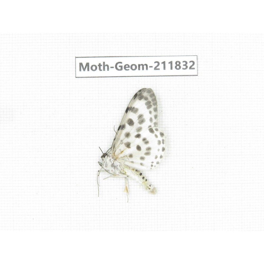 Geometridae sp. China, Guizhou, Tongren, Mt.Fanjingshan.1Pcs. Moth-Geom-211832.