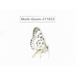 Geometridae sp. China, Guizhou, Tongren, Mt.Fanjingshan.1Pcs. Moth-Geom-211832.