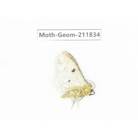 Geometridae sp. China, Guizhou, Tongren, Mt.Fanjingshan.1Pcs. Moth-Geom-211834.