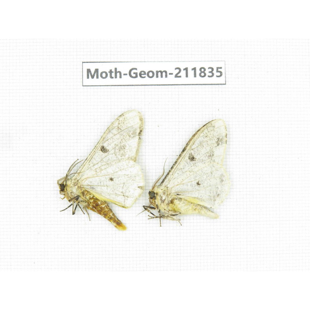Geometridae sp. China, Guizhou, Tongren, Mt.Fanjingshan.2Pcs. Moth-Geom-211835.