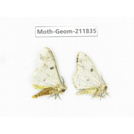 Geometridae sp. China, Guizhou, Tongren, Mt.Fanjingshan.2Pcs. Moth-Geom-211835.