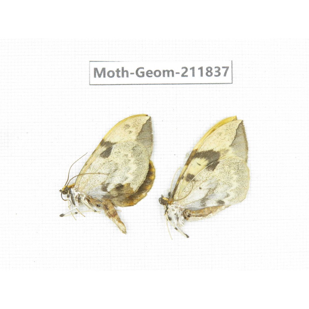Geometridae sp. China, Guizhou, Tongren, Mt.Fanjingshan.2Pcs. Moth-Geom-211837.