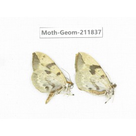 Geometridae sp. China, Guizhou, Tongren, Mt.Fanjingshan.2Pcs. Moth-Geom-211837.