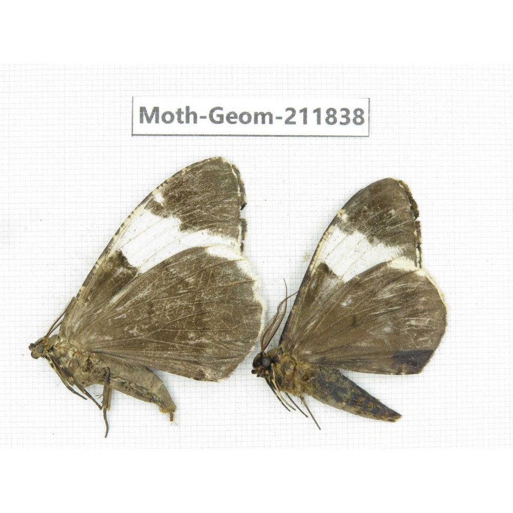 Geometridae sp. China, Guizhou, Tongren, Mt.Fanjingshan.2Pcs. Moth-Geom-211838.