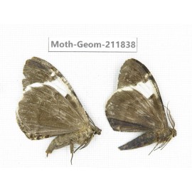 Geometridae sp. China, Guizhou, Tongren, Mt.Fanjingshan.2Pcs. Moth-Geom-211838.