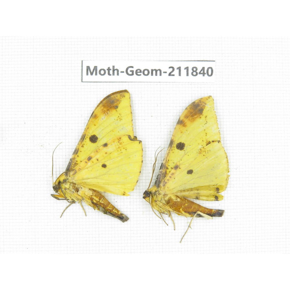 Geometridae sp. China, Guizhou, Tongren, Mt.Fanjingshan.2Pcs. Moth-Geom-211840.