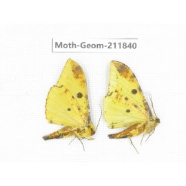 Geometridae sp. China, Guizhou, Tongren, Mt.Fanjingshan.2Pcs. Moth-Geom-211840.