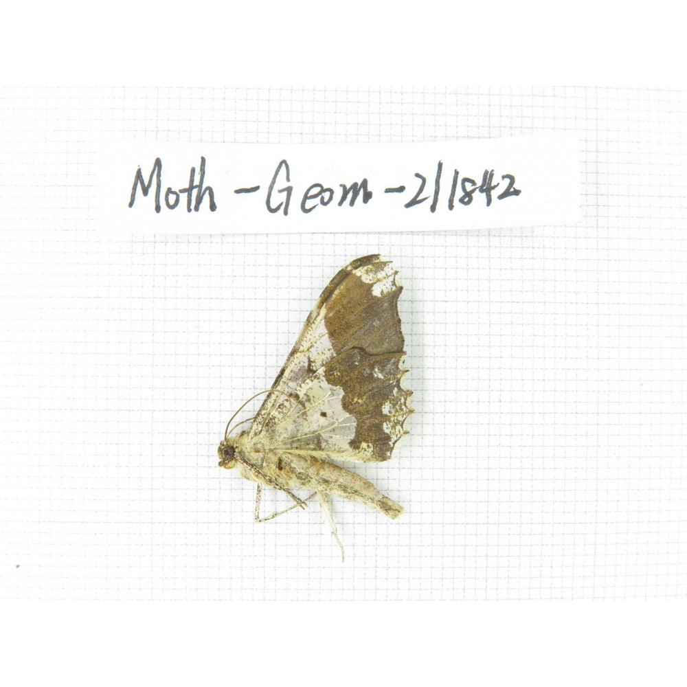 Geometridae sp. China, Guizhou, Tongren, Mt.Fanjingshan.1Pcs. Moth-Geom-211842.