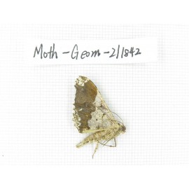 Geometridae sp. China, Guizhou, Tongren, Mt.Fanjingshan.1Pcs. Moth-Geom-211842.