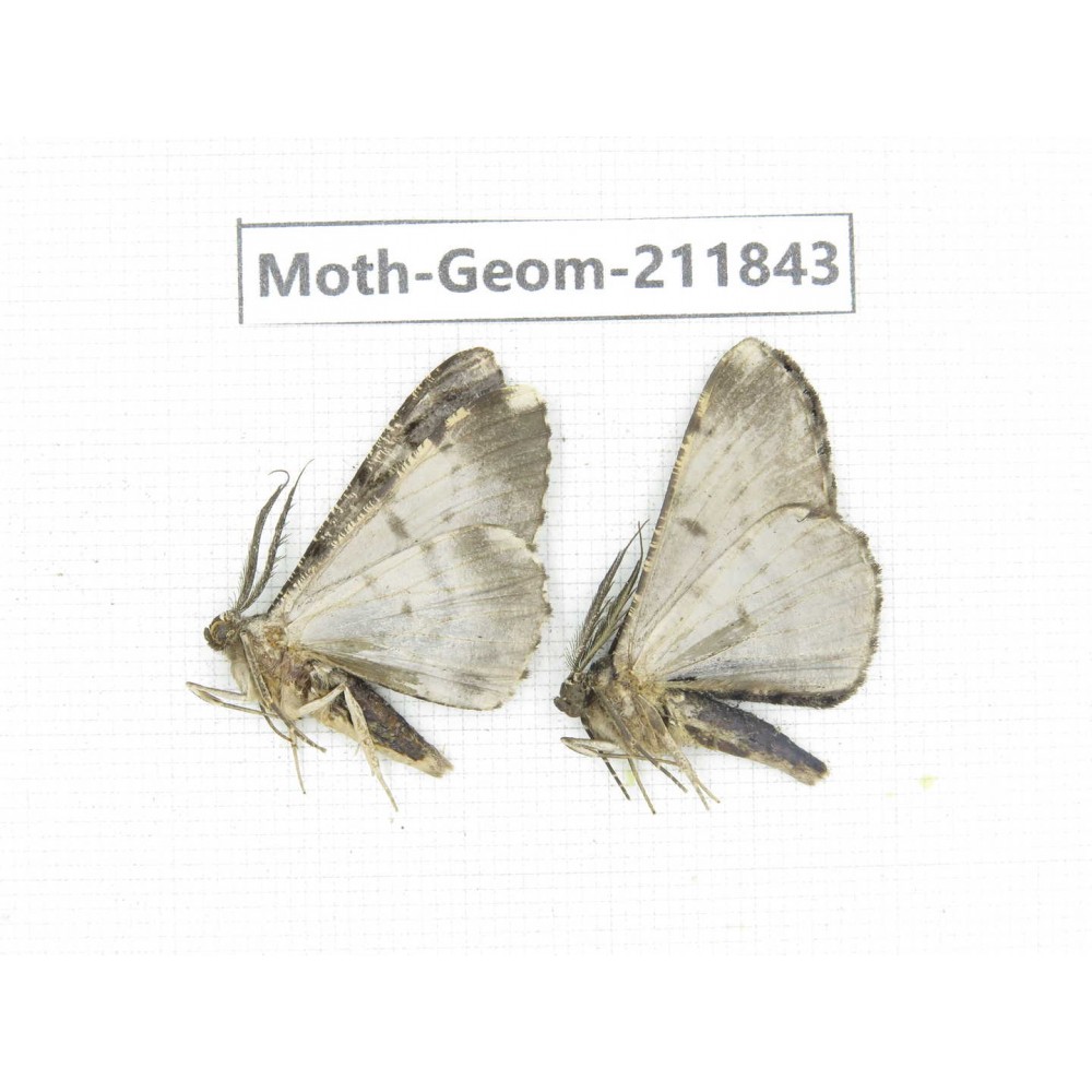 Geometridae sp. China, Guizhou, Tongren, Mt.Fanjingshan.2Pcs. Moth-Geom-211843.
