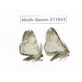 Geometridae sp. China, Guizhou, Tongren, Mt.Fanjingshan.2Pcs. Moth-Geom-211843.