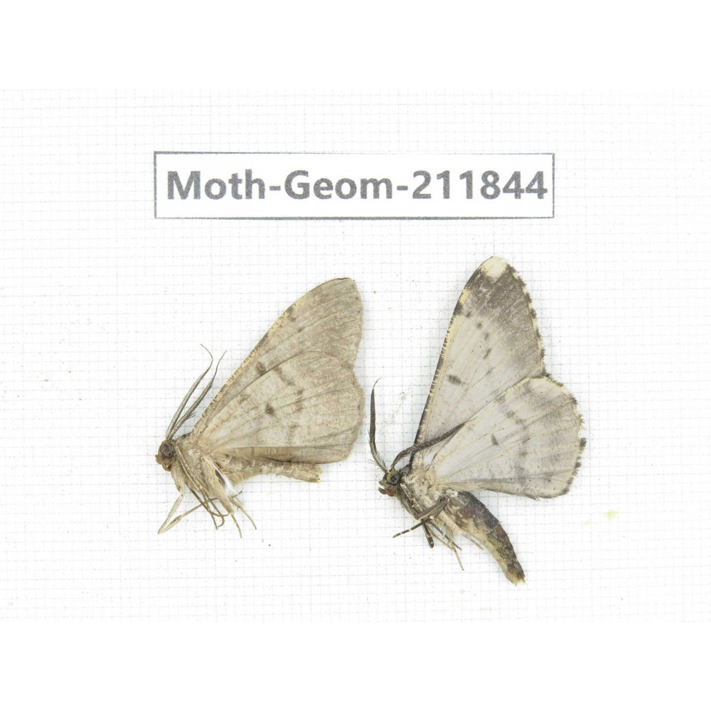 Geometridae sp. China, Guizhou, Tongren, Mt.Fanjingshan.2Pcs. Moth-Geom-211844.