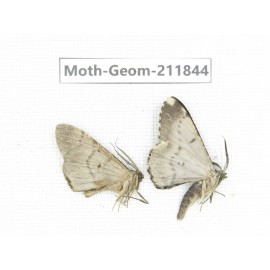 Geometridae sp. China, Guizhou, Tongren, Mt.Fanjingshan.2Pcs. Moth-Geom-211844.