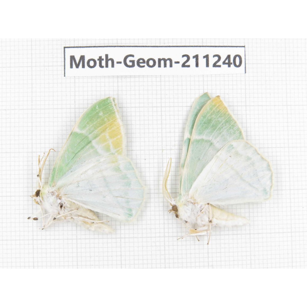 Geometridae sp. China, Heilongjiang, Mudanjiang. 2Pcs. Moth-Geom-211240.