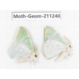 Geometridae sp. China, Heilongjiang, Mudanjiang. 2Pcs. Moth-Geom-211240.