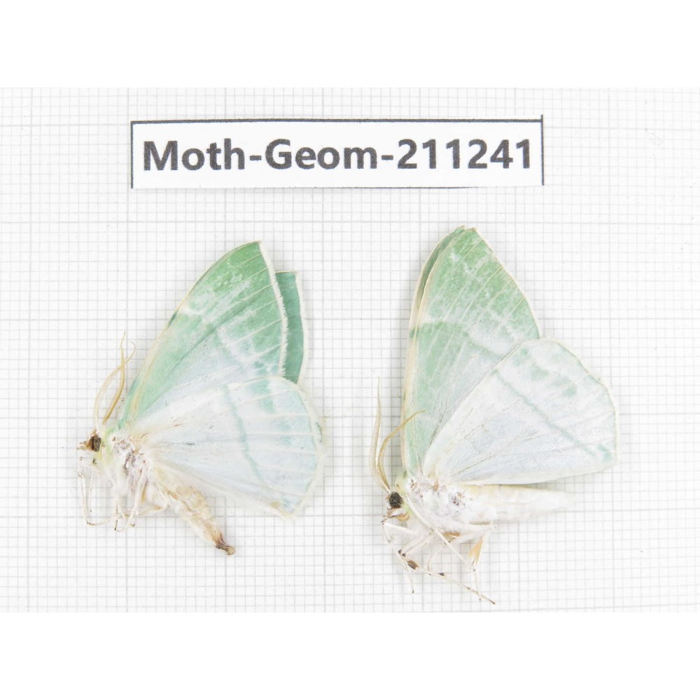 Geometridae sp. China, Heilongjiang, Mudanjiang. 2Pcs. Moth-Geom-211241.