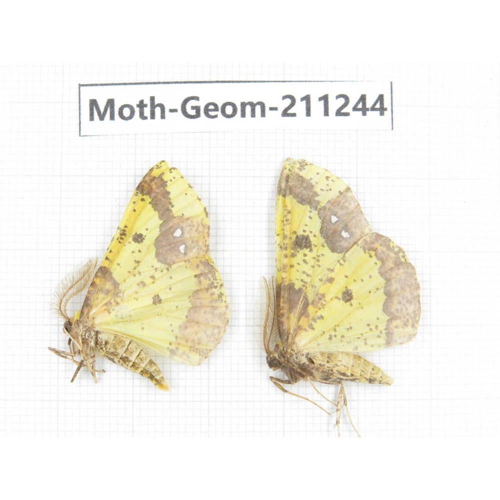 Geometridae sp. China, Heilongjiang, Mudanjiang. 2Pcs. Moth-Geom-211244.