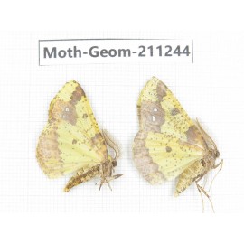 Geometridae sp. China, Heilongjiang, Mudanjiang. 2Pcs. Moth-Geom-211244.