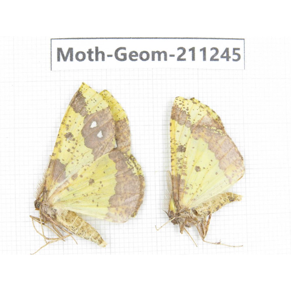 Geometridae sp. China, Heilongjiang, Mudanjiang. 2Pcs. Moth-Geom-211245.