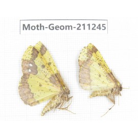 Geometridae sp. China, Heilongjiang, Mudanjiang. 2Pcs. Moth-Geom-211245.