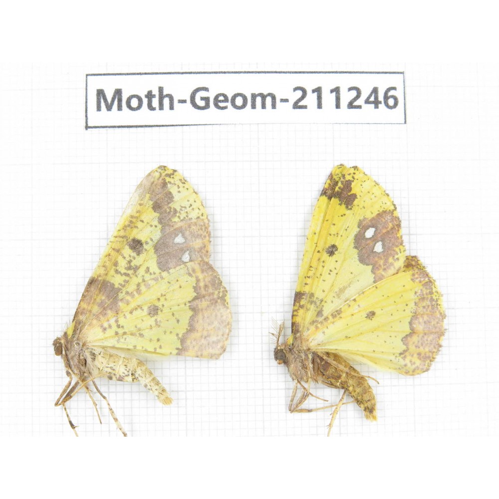 Geometridae sp. China, Heilongjiang, Mudanjiang. 2Pcs. Moth-Geom-211246.