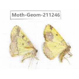Geometridae sp. China, Heilongjiang, Mudanjiang. 2Pcs. Moth-Geom-211246.