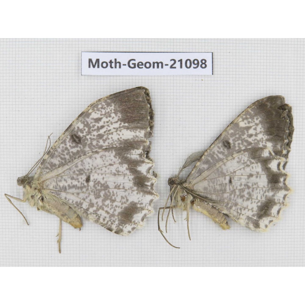 Geometridae sp. China, Shanxi, Hanzhong, Liuba county. 2Pcs. Moth-Geom-21098.