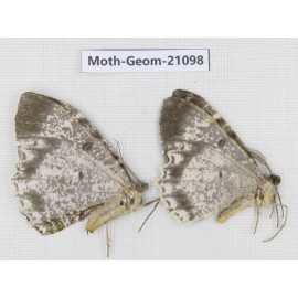 Geometridae sp. China, Shanxi, Hanzhong, Liuba county. 2Pcs. Moth-Geom-21098.