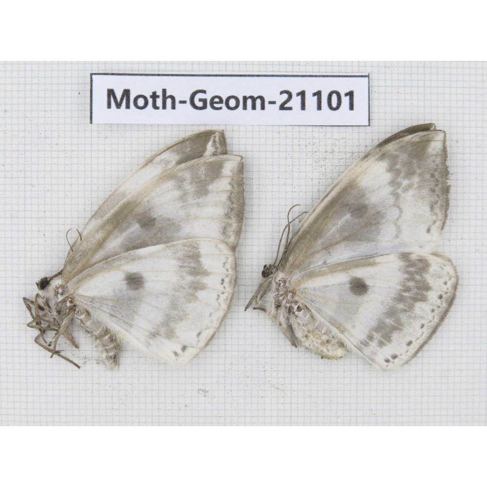 Geometridae sp. China, Shanxi, Hanzhong, Liuba county. 2Pcs. Moth-Geom-21101.