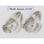 Geometridae sp. China, Shanxi, Hanzhong, Liuba county. 2Pcs. Moth-Geom-21101.
