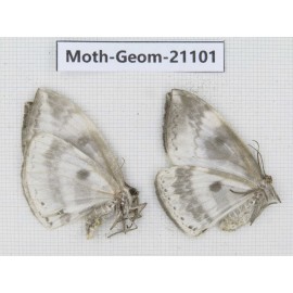 Geometridae sp. China, Shanxi, Hanzhong, Liuba county. 2Pcs. Moth-Geom-21101.