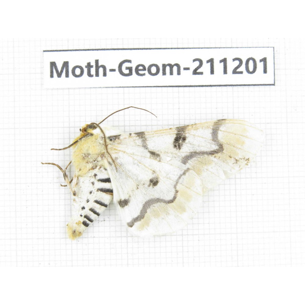 Geometridae sp. China, Sichuan, Batang county. 1Pcs. Moth-Geom-211201.